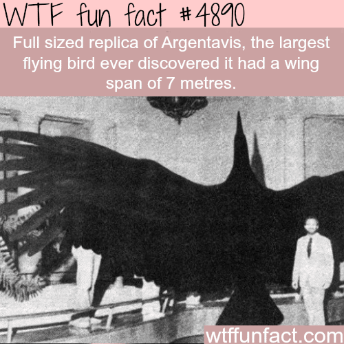 The largest flying bird -