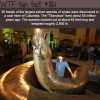 the largest snake in the world wtf fun fact