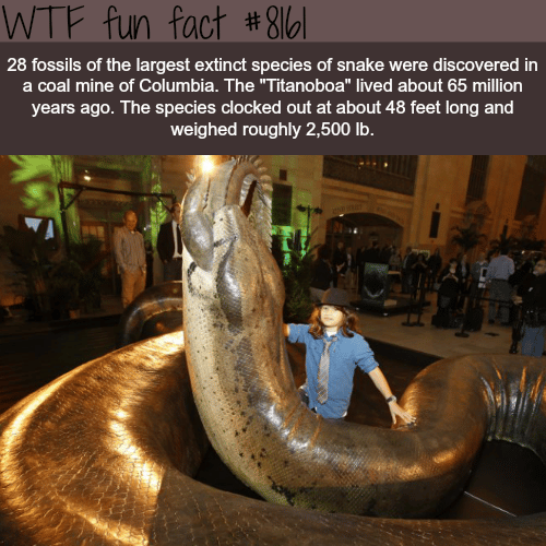 The largest snake in the world - WTF fun fact