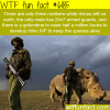 the last male northern white rhino in the world