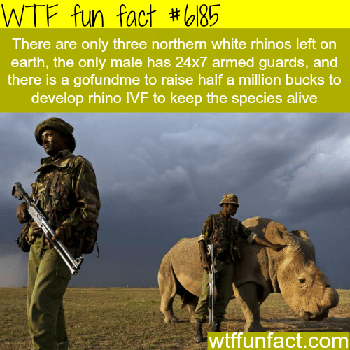 The last male northern white rhino in the world - WTF fun facts