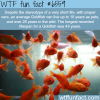 the lifespan of a goldfish wtf fun facts