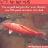the longest living koi fish wtf fun facts