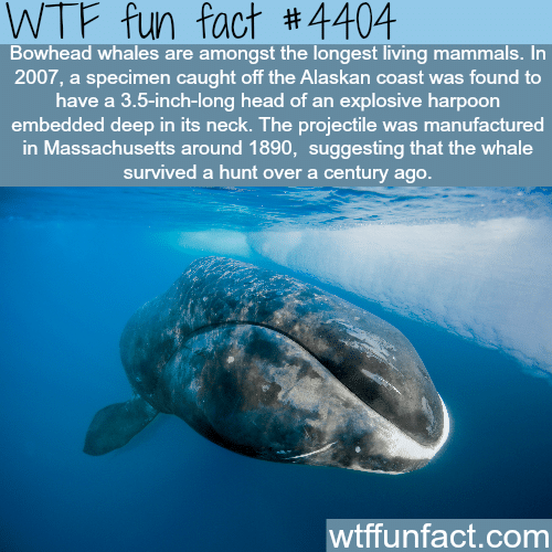 The longest living mammals -   WTF fun facts