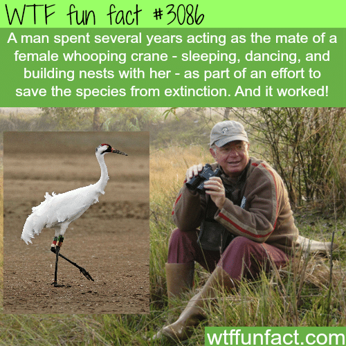 The man who acted as the mate for whooping crane -  WTF fun facts