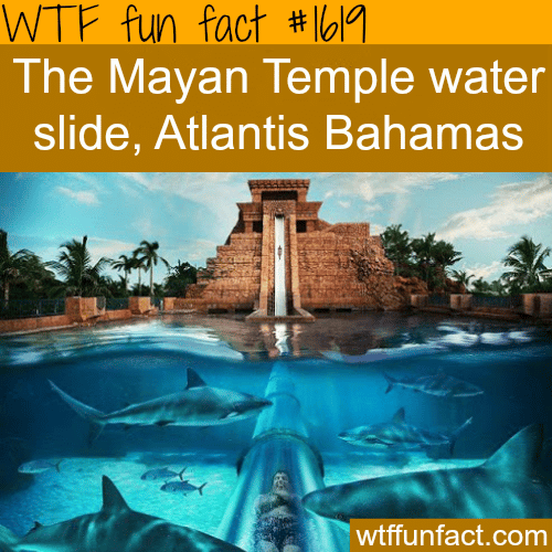 The Mayan Temble water slide in Atalntis Bahamas - WTF fun facts
