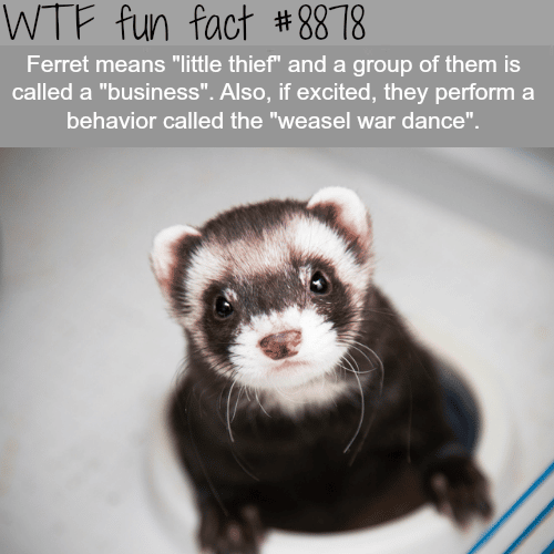 The meaning of Ferret - WTF fun facts 