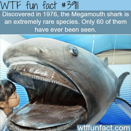 The Megamouth shark