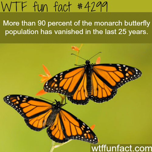 The monarch butterfly -  WTF fun facts