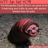 the mongolian death worm