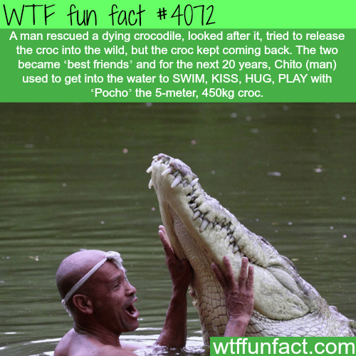 The most amazing story about a man a crocodile - WTF fun facts