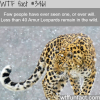 the most beautiful creature wtf fun facts