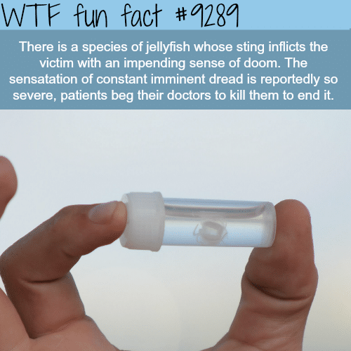 The most dangerous Jellyfish - WTF fun facts