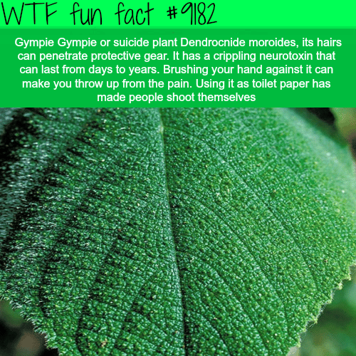 The most dangerous plant in the world - WTF Fun Facts