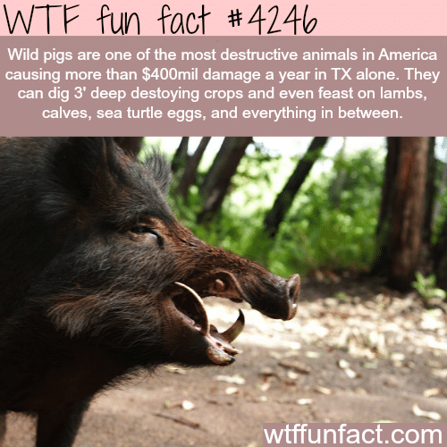 The most destructive animals in America -  WTF fun facts
