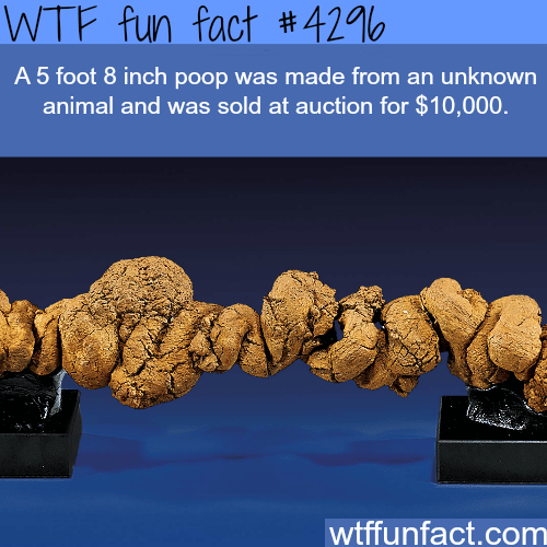 The most expensive piece of shit -  WTF fun facts