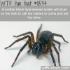 the most horrific spider wtf fun facts
