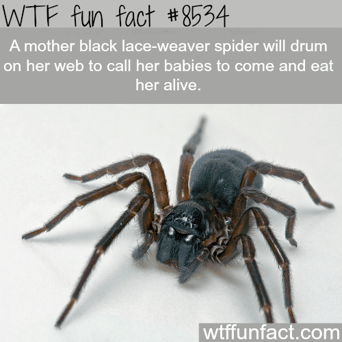 The most horrific spider - WTF fun facts