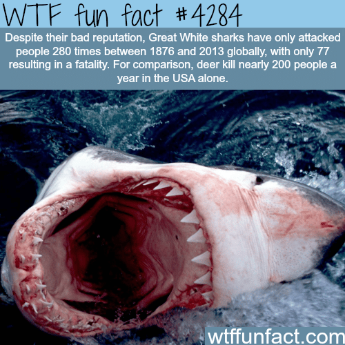The myths and facts about great white sharks -  WTF fun facts