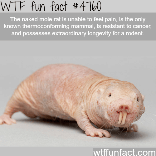 The naked mole rat - WTF fun facts