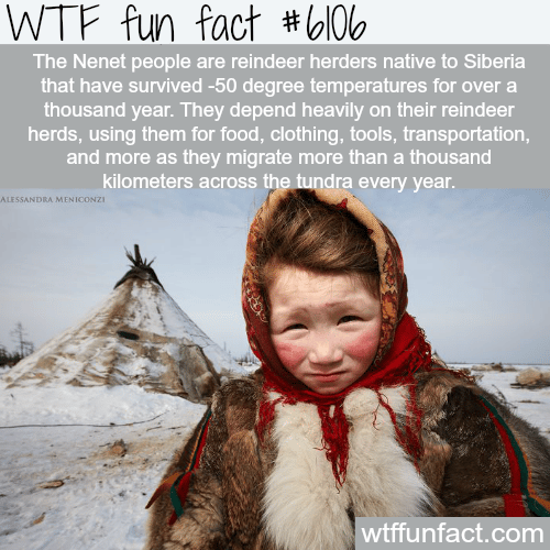The Nenet people - WTF fun facts