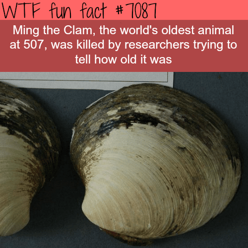 The oldest animal in the world - WTF fun facts
