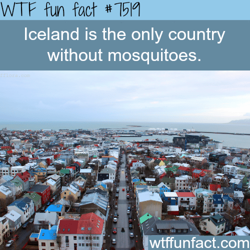 The only country in the world without mosquitoes - WTF FUN FACTS