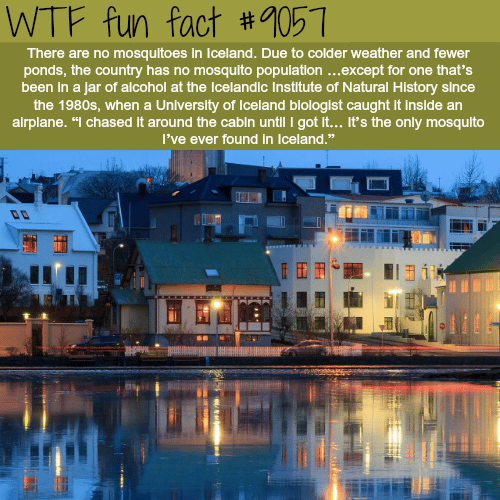 The only place with no mosquitoes - WTF fun facts