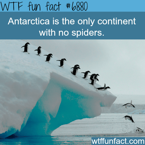 The only place with no spiders - WTF fun fact