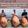 the only warm blooded fish wtf fun facts