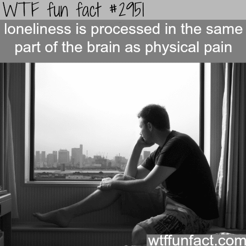 The pain of  loneliness -  WTF fun facts