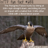 the peregrine falcon wtf fun facts