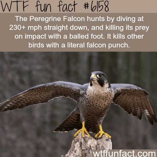 The Peregrine Falcon - WTF fun facts
