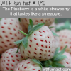the pineberry wtf fun facts