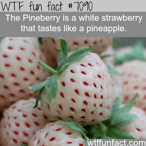WTF Fun Facts - Page 559 of 1295 - Funny, interesting, and weird facts