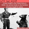 the polish army and their bear soldier