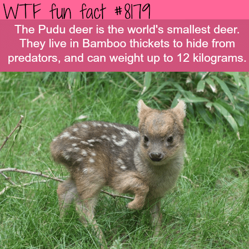 The Pudu deer - WTF fun fact