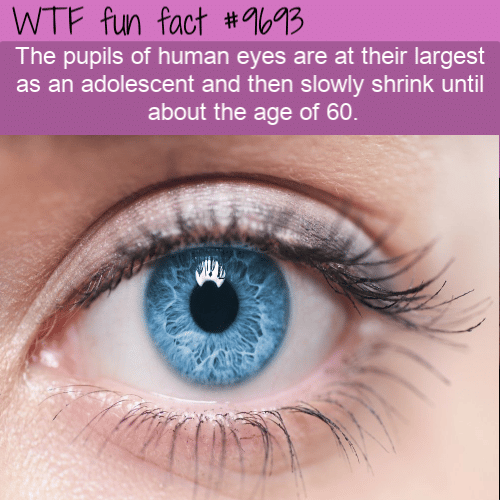 The pupils of human eyes are at their largest as an adolescent and then slowly shrink until about the age of 60.