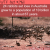 the rabbit population in australia