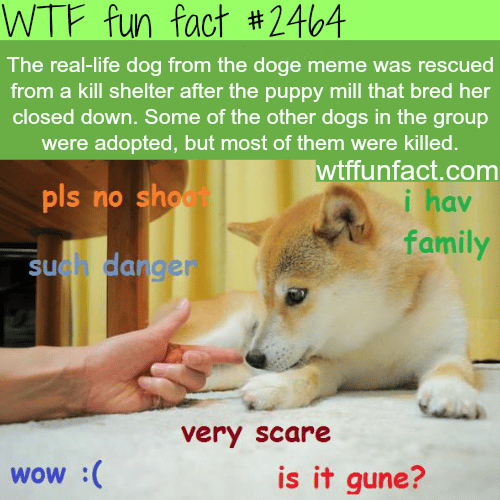 The real-life dog from the doge meme - WTF fun facts