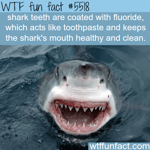 The reason shark’s teeth are white and clean - WTF fun facts