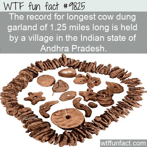 The record for longest cow dung garland of 1.25 miles long is held by a village in the Indian state of Andhra Pradesh.