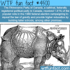 the rhinoceros party of canada wtf fun facts