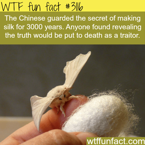 The secret of making silk -  WTF fun facts