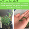 the senecio peregrinus plant wtf fun facts