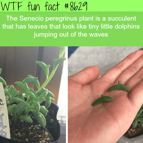 The Senecio Peregrinus Plant - WTF fun facts