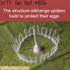 the silkhenge spider wtf fun fact