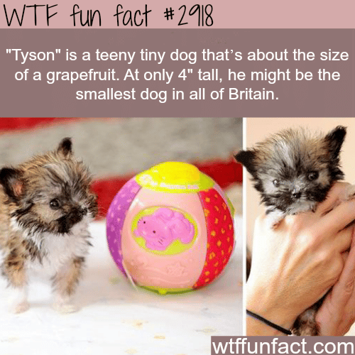 The smallest dog in Britain -  WTF fun facts