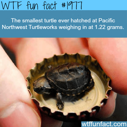 The Smallest Turtle ever hatched - WTF fun facts