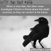 the smartest birds wtf fun facts